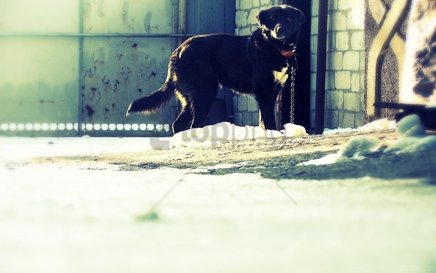 Black Dog Street Wallpaper Isolated Object In Transparent PNG Format