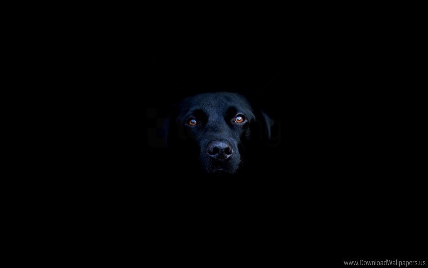 black dogs eyes face nose shadow wallpaper PNG photos with clear backgrounds