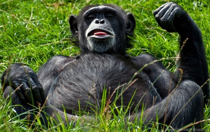 black grass lying monkey teasing wallpaper PNG transparent graphics for download