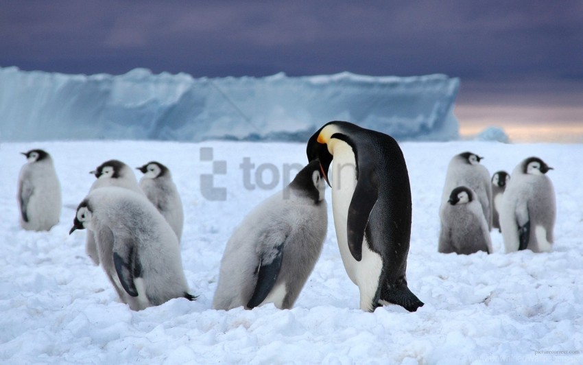 black ice pack penguins snow white wallpaper PNG Image with Isolated Transparency