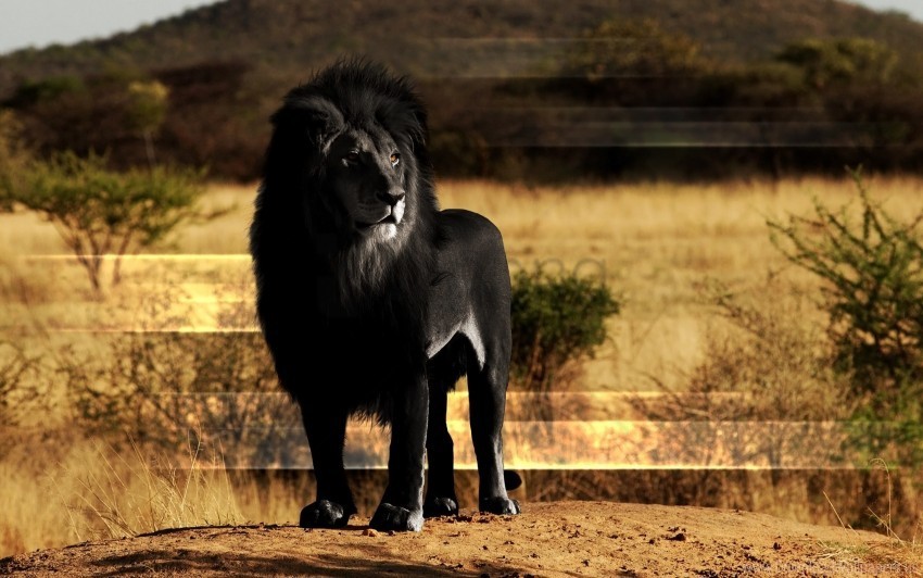 black lion lion mane rock wallpaper Free PNG download