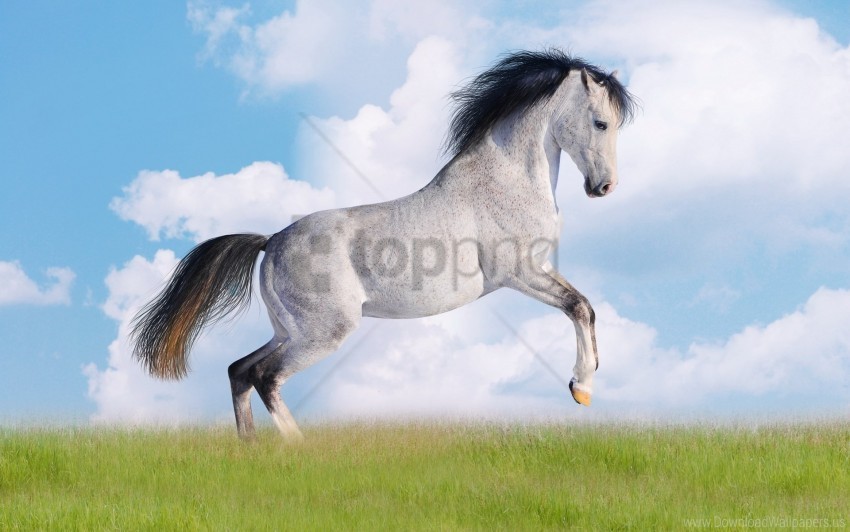 black mane grass horse wallpaper PNG with transparent backdrop