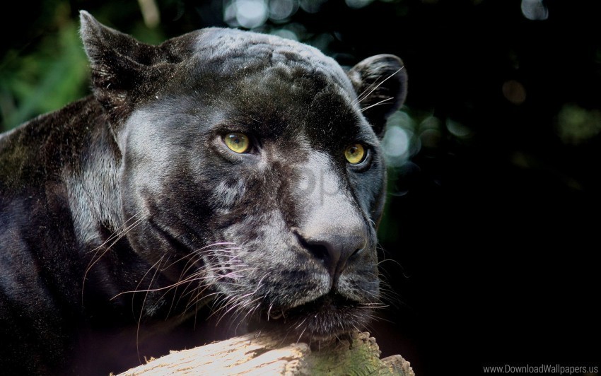 black panther predator wild cat wallpaper PNG for free purposes