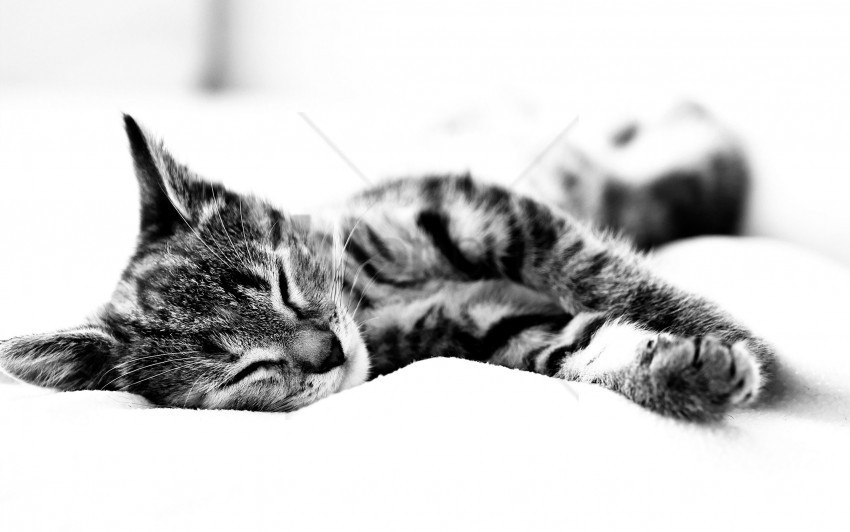 black white blanket cat lie sleeping wallpaper PNG transparent photos mega collection
