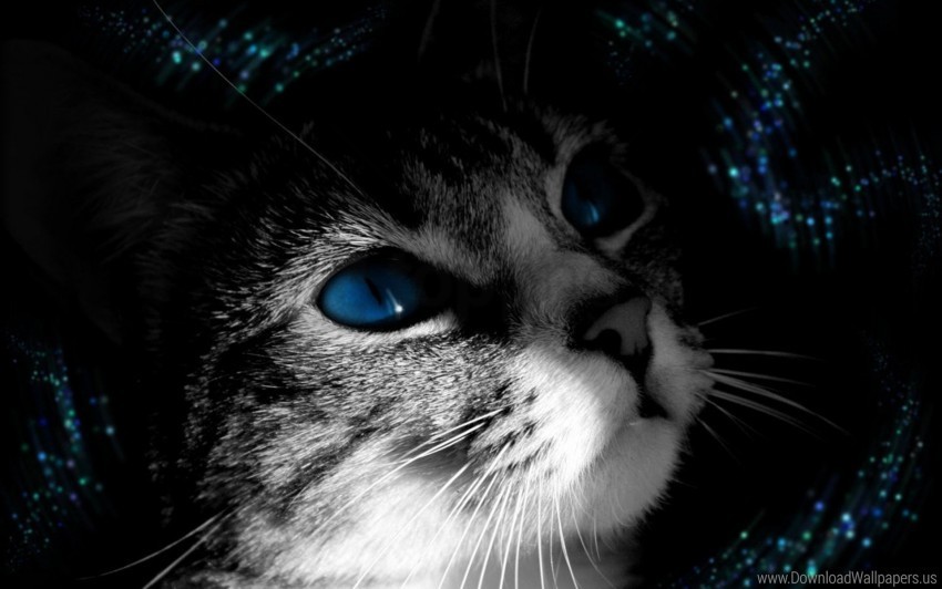 black white blue-eyed cat muzzle wallpaper Transparent PNG Isolation of Item