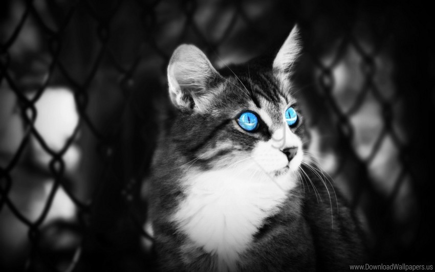 black white blue eyes cat eyes lie wallpaper Isolated Object on HighQuality Transparent PNG