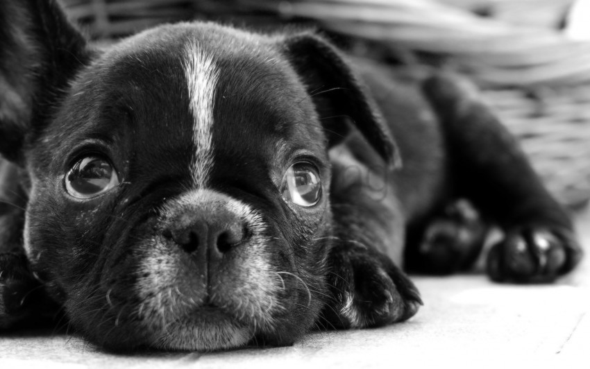 black white bulldog dog eyes face puppy sadness wallpaper PNG transparent photos comprehensive compilation