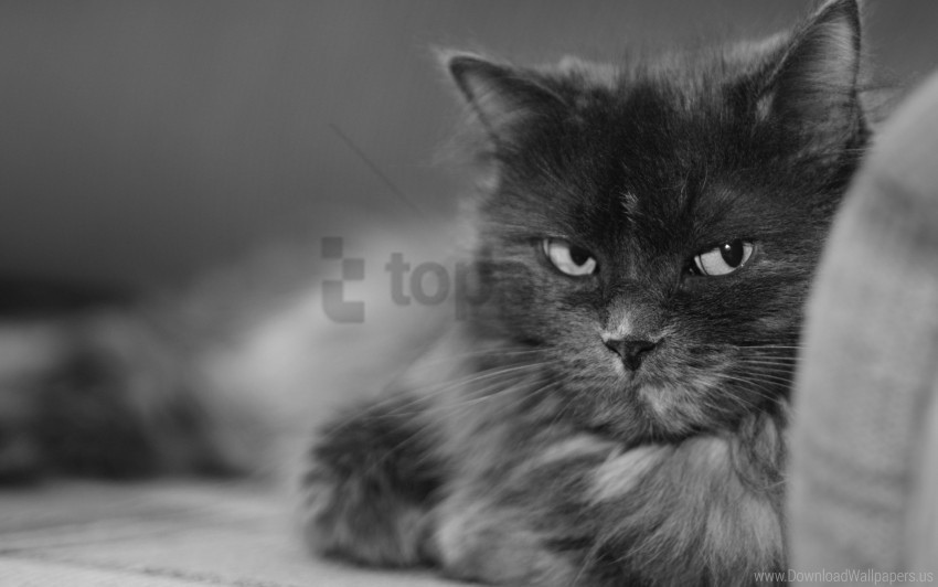black white bushy cat large muzzle wallpaper PNG Isolated Subject on Transparent Background