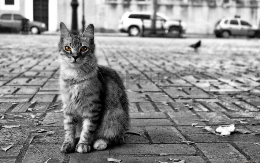 black white cat city furry homeless road wallpaper Transparent PNG Object Isolation