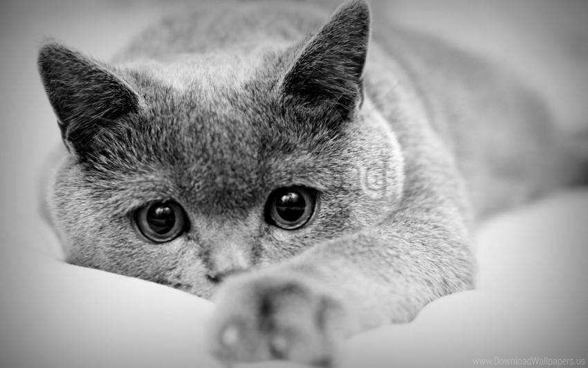black white cat eyes face paws wallpaper Isolated Subject in HighQuality Transparent PNG