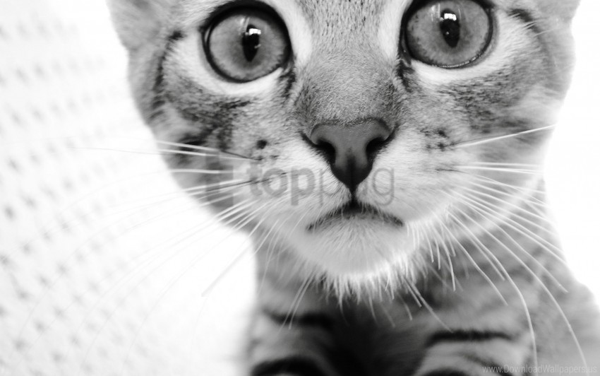 black white cat eyes face wallpaper PNG files with no background wide assortment