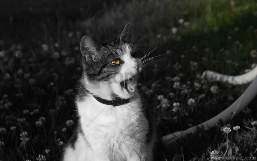 black white cat face screaming wallpaper PNG files with transparency