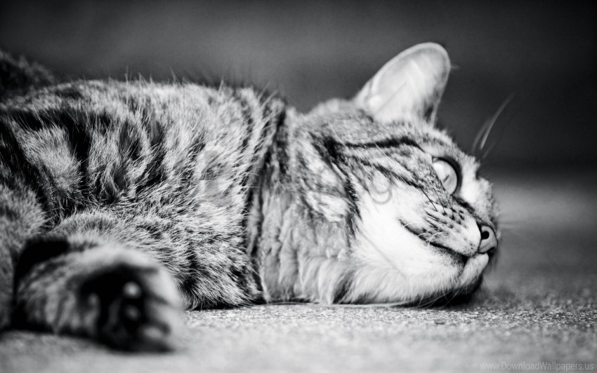 Black White Cat Lying Monochrome Sleeping Wallpaper PNG Transparent Backgrounds