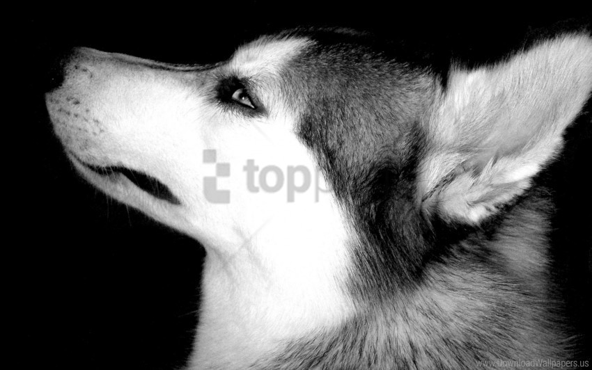 black white dog eyes muzzle pro wallpaper PNG for personal use
