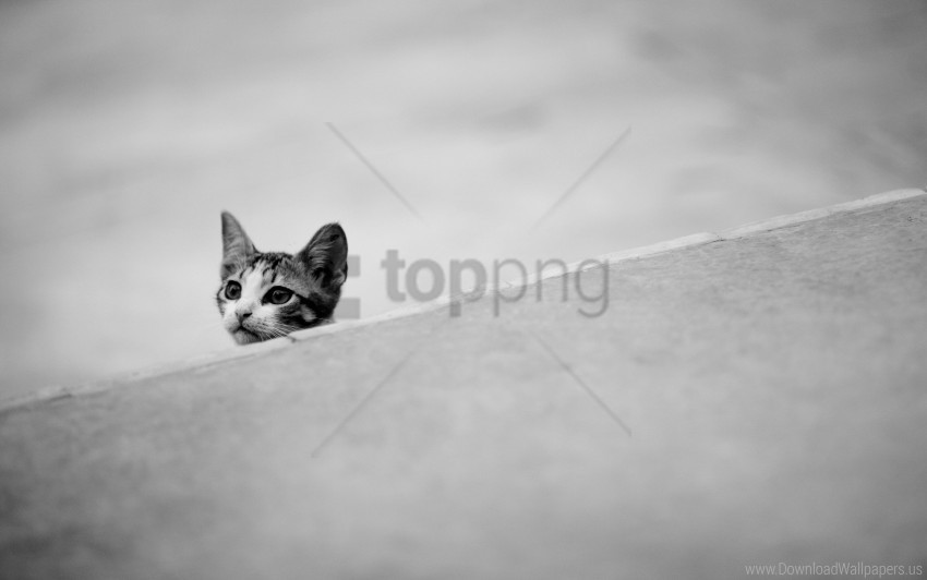 black white ears kitten muzzle wallpaper PNG images with transparent space