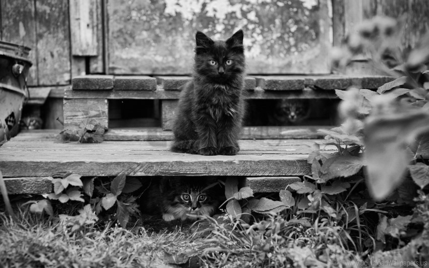 black white fluffy kitten sitting waiting wallpaper PNG transparent photos massive collection