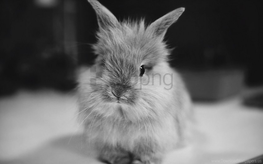 black white furry rabbit small wallpaper Transparent Background PNG Isolated Illustration