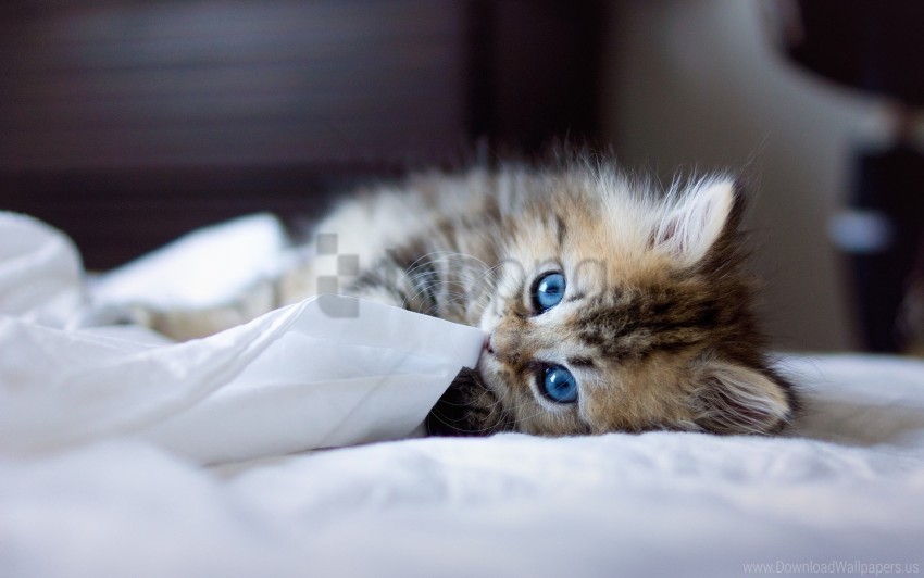 blanket blue-eyed furry kitten playful wallpaper PNG Graphic Isolated on Clear Background Detail