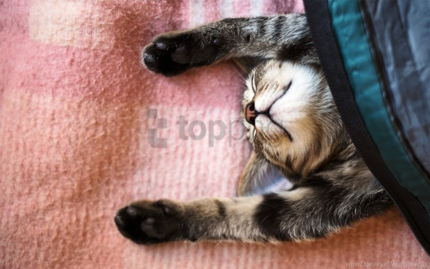 blanket cat cool lie down wallpaper Free PNG images with alpha channel