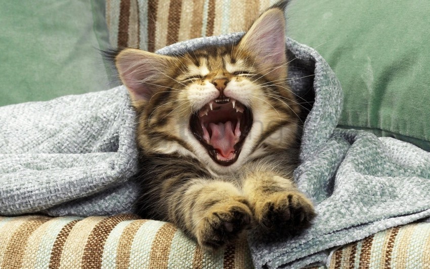 blanket cat kitten mouth yawning wallpaper PNG transparent pictures for editing