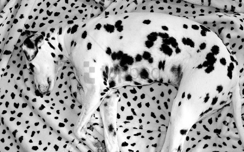 blanket dalmatian dog lying sleeping wallpaper Isolated Artwork on Transparent PNG