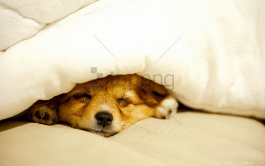 blanket dog lie down peek puppy wallpaper PNG images with no attribution