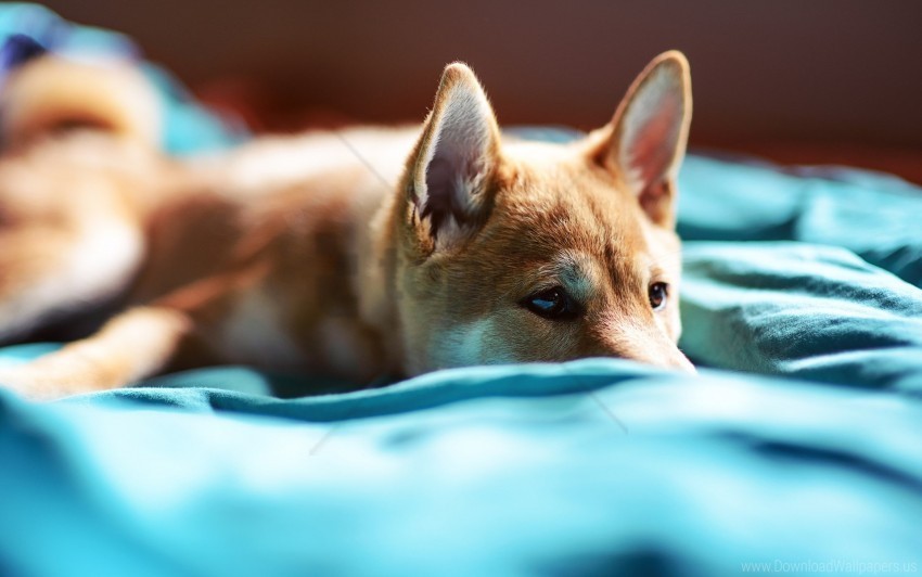 blanket dog lie muzzle wallpaper PNG transparent stock images