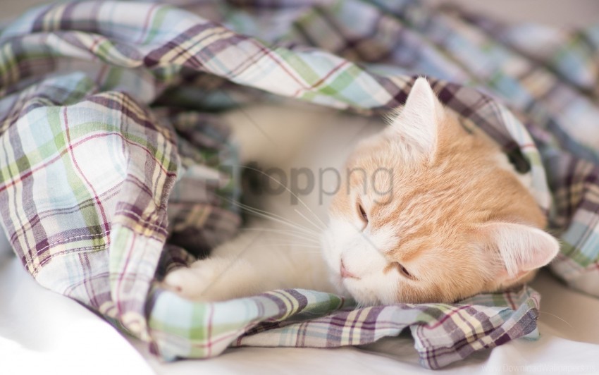 blanket kitten lie down sleep spotted wallpaper Clear PNG