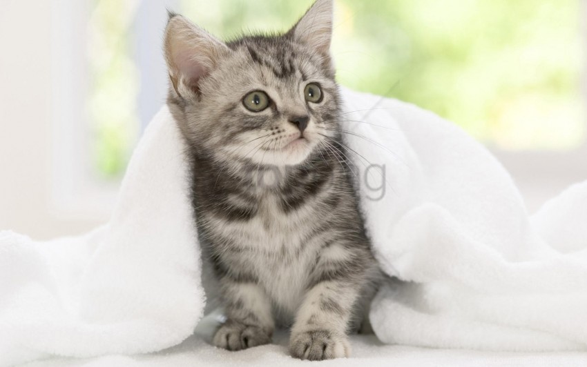 blanket kitten look waiting wallpaper PNG pictures without background