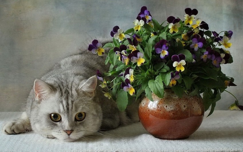 blue british cats ceramic flower flowers pansies vase wallpaper Clear image PNG