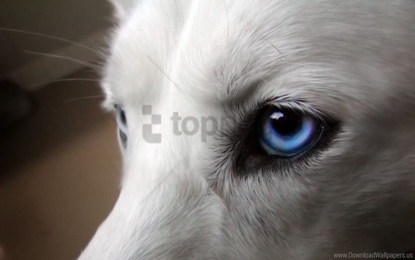 Blue Dogs Eyes Wool Wallpaper PNG Clear Background