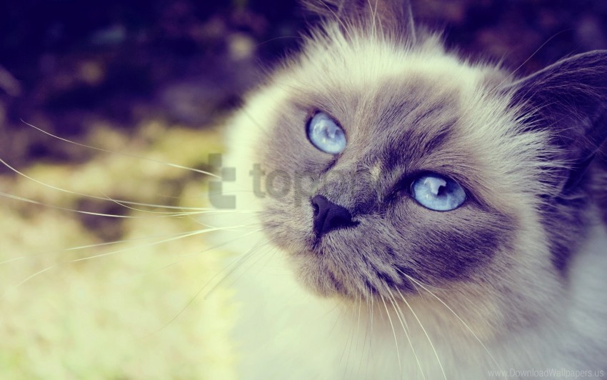 blue-eyed cat close-up face furry spotted wallpaper PNG files with transparent backdrop complete bundle