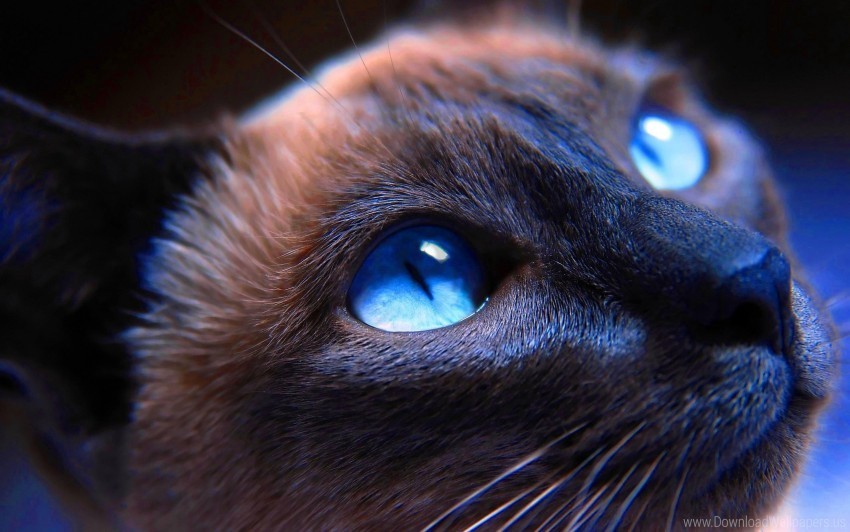 blue-eyed cat close-up muzzle siamese wallpaper PNG images without watermarks