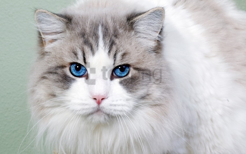 blue-eyed cat cute face fluffy wallpaper HighQuality Transparent PNG Object Isolation