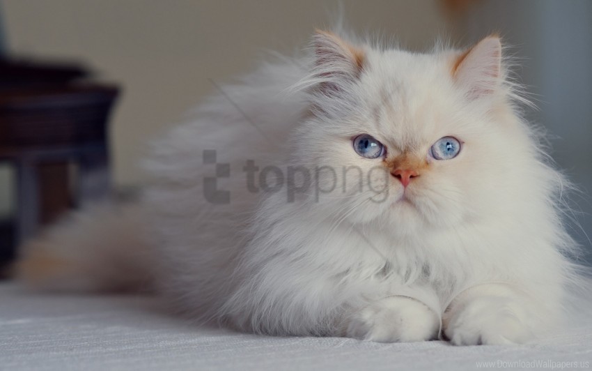 blue-eyed cat fluffy persian wallpaper PNG Image Isolated on Transparent Backdrop