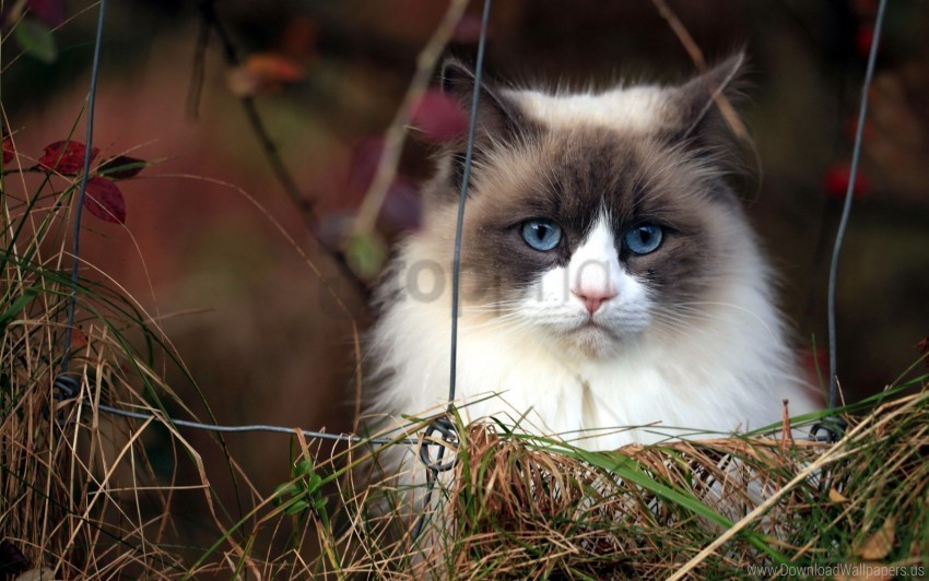 blue-eyed cat furry grass wallpaper PNG with transparent backdrop