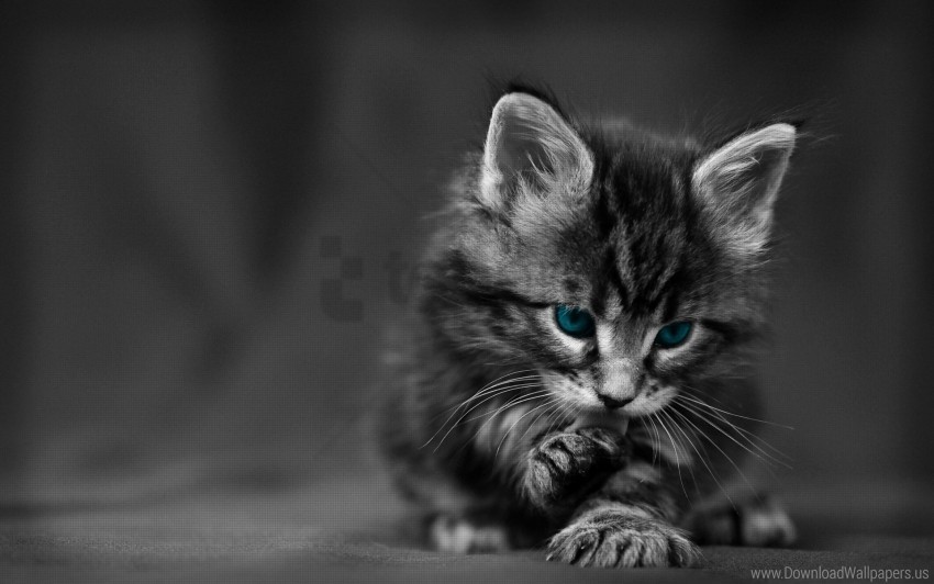 blue-eyed cat furry kitten wash wallpaper PNG transparent stock images
