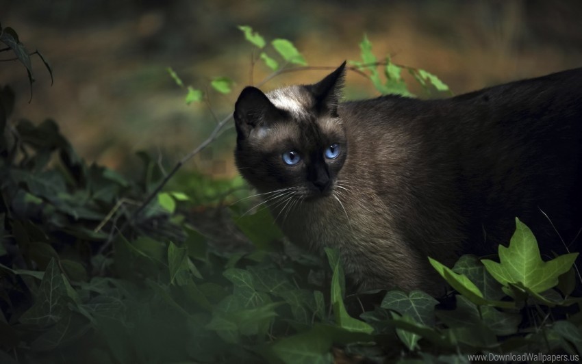 blue-eyed cat grass shadow siamese wallpaper Isolated Element in HighResolution Transparent PNG