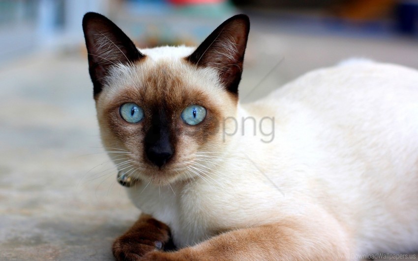 blue-eyed cat lie siamese wallpaper Free download PNG images with alpha transparency