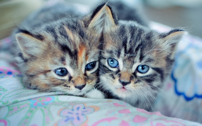 blue-eyed couple kittens wallpaper PNG images for banners