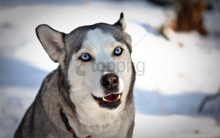 blue-eyed dog face husky snow wallpaper PNG images with no background free download