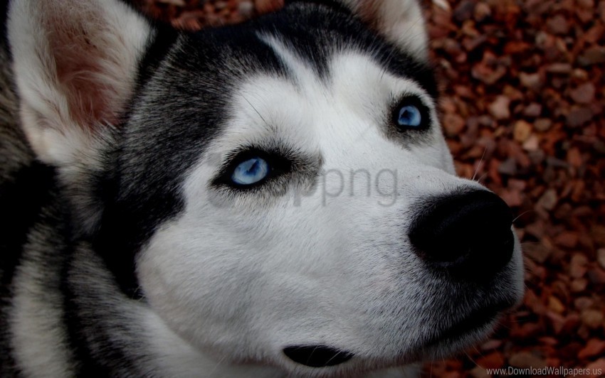 blue-eyed dog husky spotted wallpaper PNG images with transparent canvas compilation