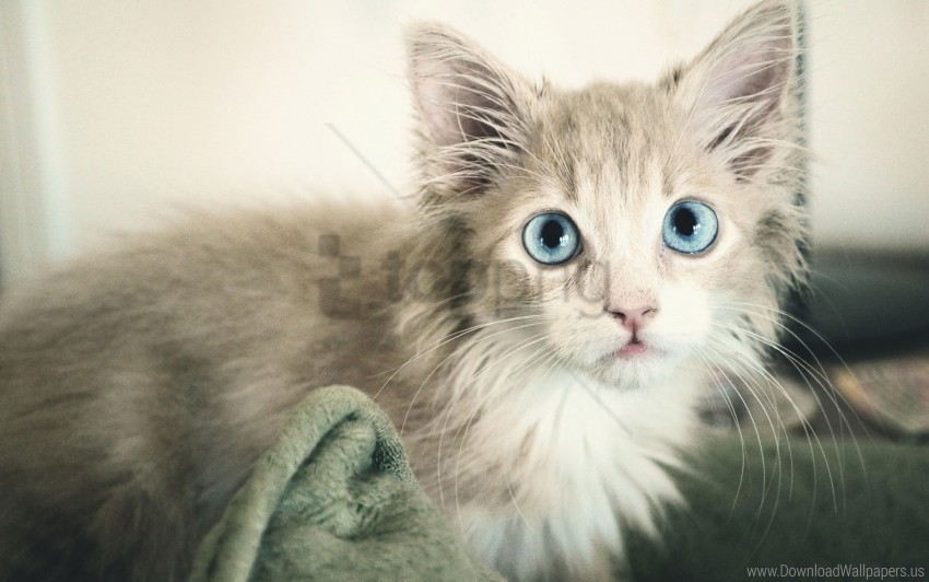 blue-eyed eyes kitten wet wallpaper Clear PNG pictures broad bulk