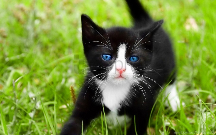 blue-eyed grass kitten spotted walk wallpaper Clear Background PNG Isolated Illustration