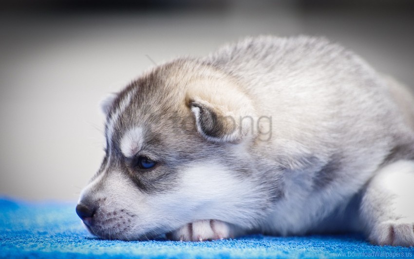 blue-eyed husky puppy snout wallpaper PNG Graphic with Isolated Clarity