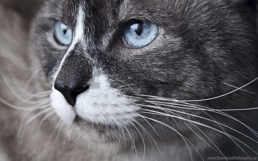 blue eyes cat close-up look muzzle watch wallpaper Isolated Subject in Transparent PNG