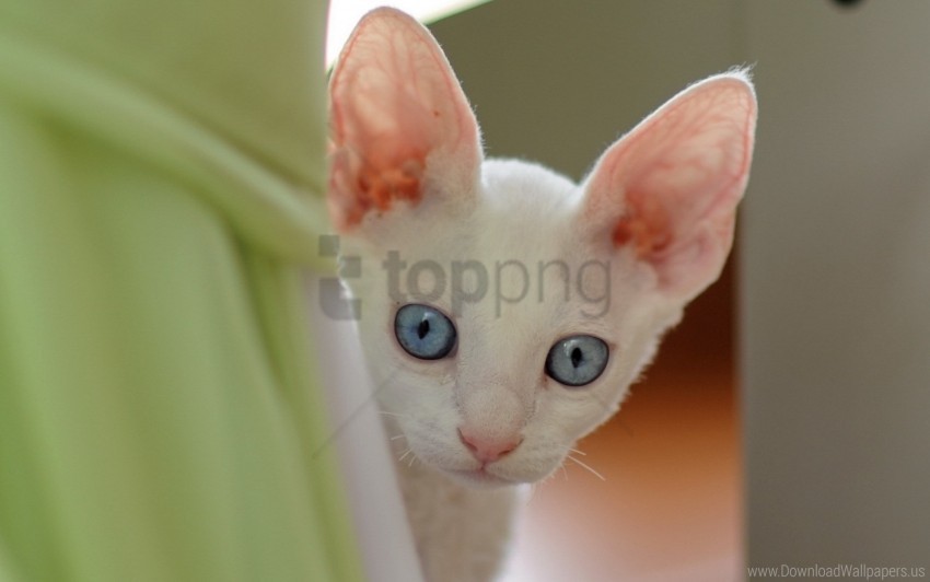 blue eyes cat face looking out wallpaper PNG file with no watermark