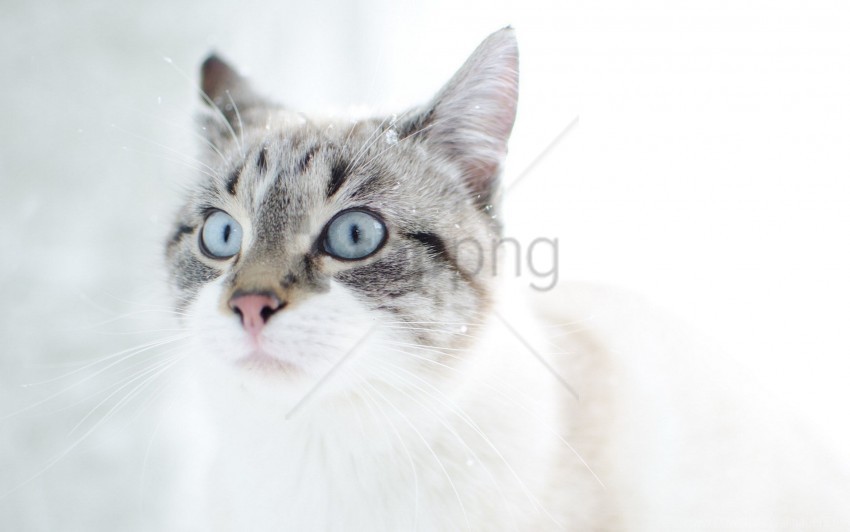 blue eyes cat face surprise wallpaper Clear Background Isolated PNG Graphic