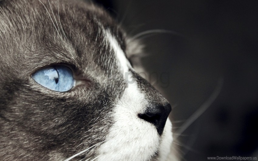 blue eyes cat mustache muzzle spotted wallpaper PNG transparent pictures for projects