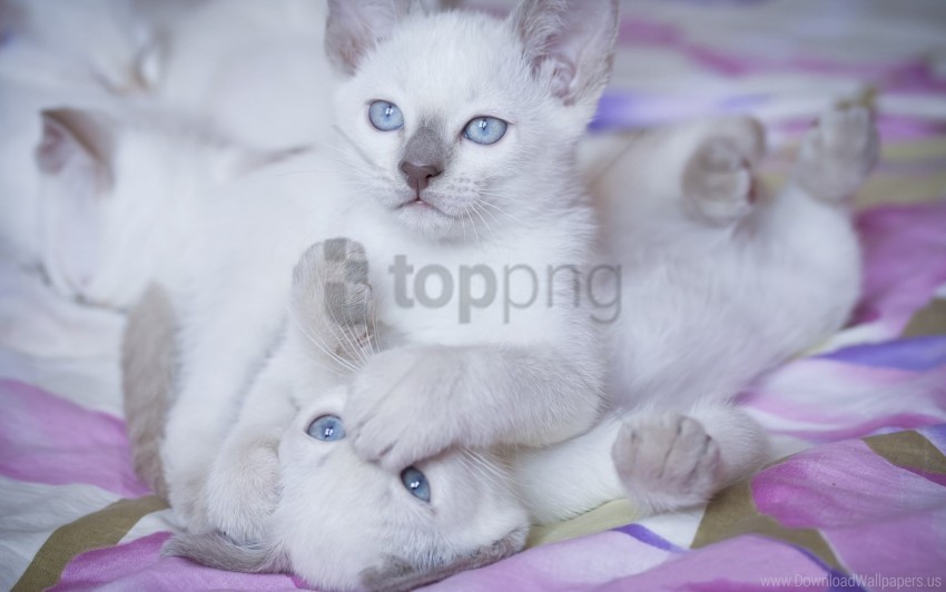 blue eyes couple kittens playful wallpaper PNG without watermark free